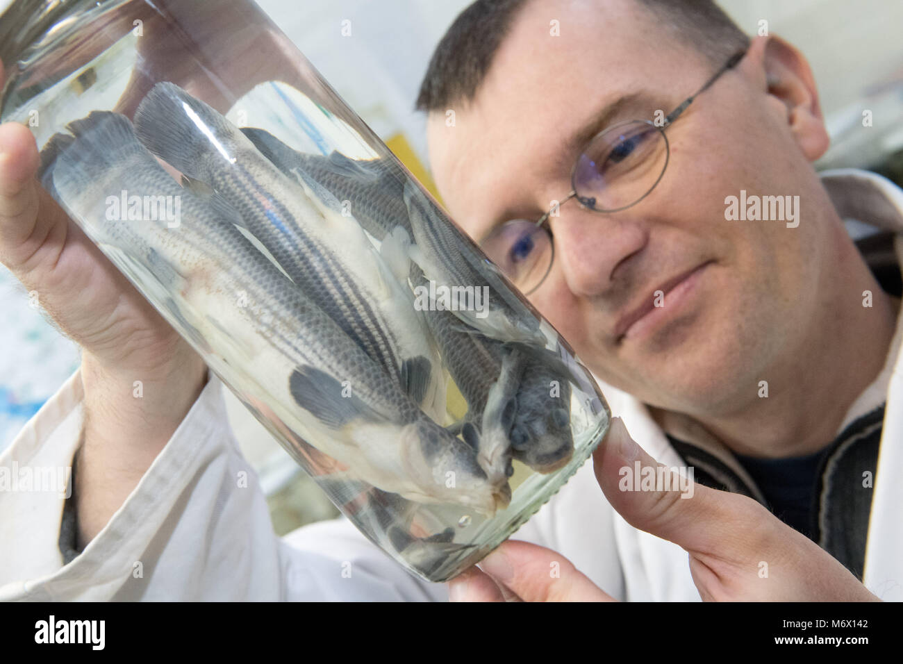 05 March 2018, Germany, Straslung: Fish researcher Timo Moritz shows four-eyed fishes, which belong to the species of toothcarps, at the Oceanographic Museum. The collection at Straslund Oceanographic Museum spans about 8000 fish specimen, which are preserved in alcohol. More than 2000 of the world-wide existing 30 000 fish species can be found in the collection. Photo: Stefan Sauer/dpa Stock Photo