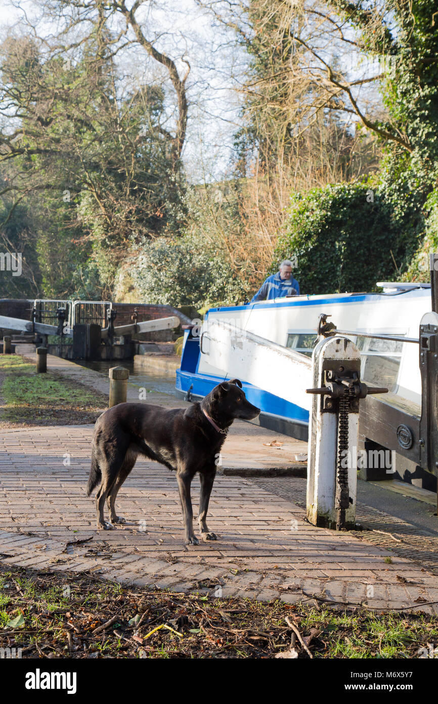 Kidderminster, UK. 7th March, 2018. UK weather: glorious sunshine in Kidderminster sees this traveller and his canine companion setting off for a day's travel. Here he is leisurely navigating through Britain's waterways enjoying a considerably slower pace than that of commuters making their way to work. Credit: Lee Hudson/Alamy Live News Stock Photo