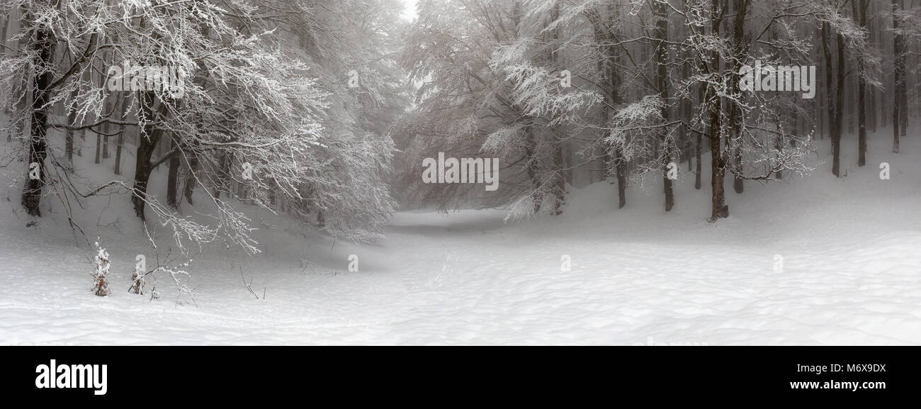 Overview of four shots. Snow-covered forest path, illuminated by day. Stock Photo