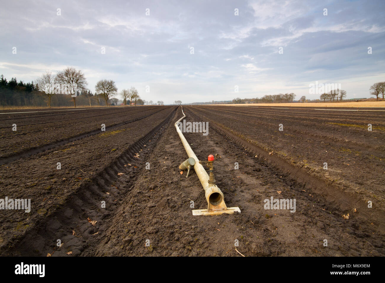 Preparation of farmland in early spring for growing tulip bulbs: pipe for sprinkler system in flower beds Stock Photo