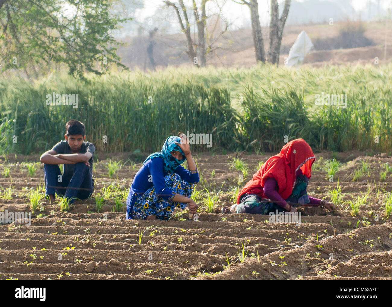 Indian women working in the fields hi-res stock photography and images ...