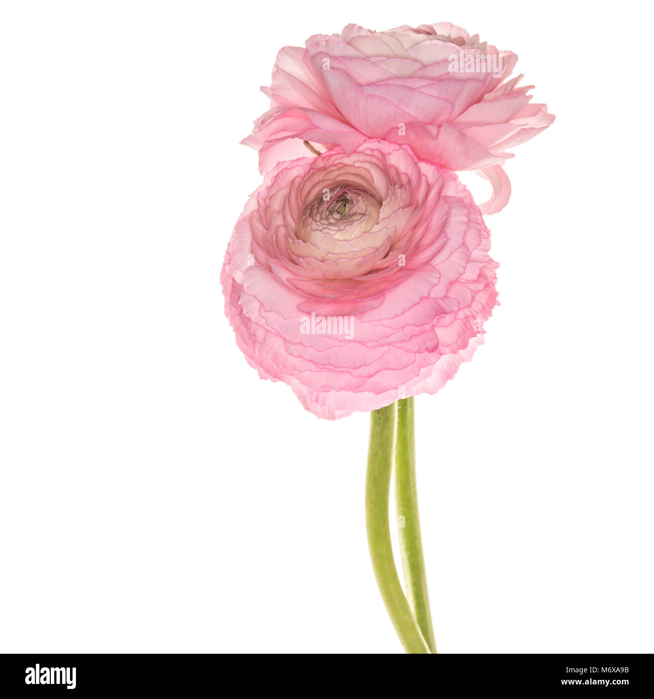 Pink Ranunculus asiaticus isolated on a white background Stock Photo