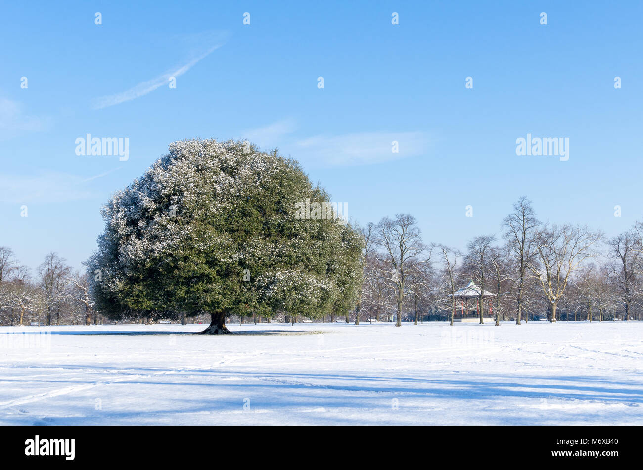 An oak tree between Greenwich Park and Blackheath on a snowy day under a blue sky, London, UK Stock Photo