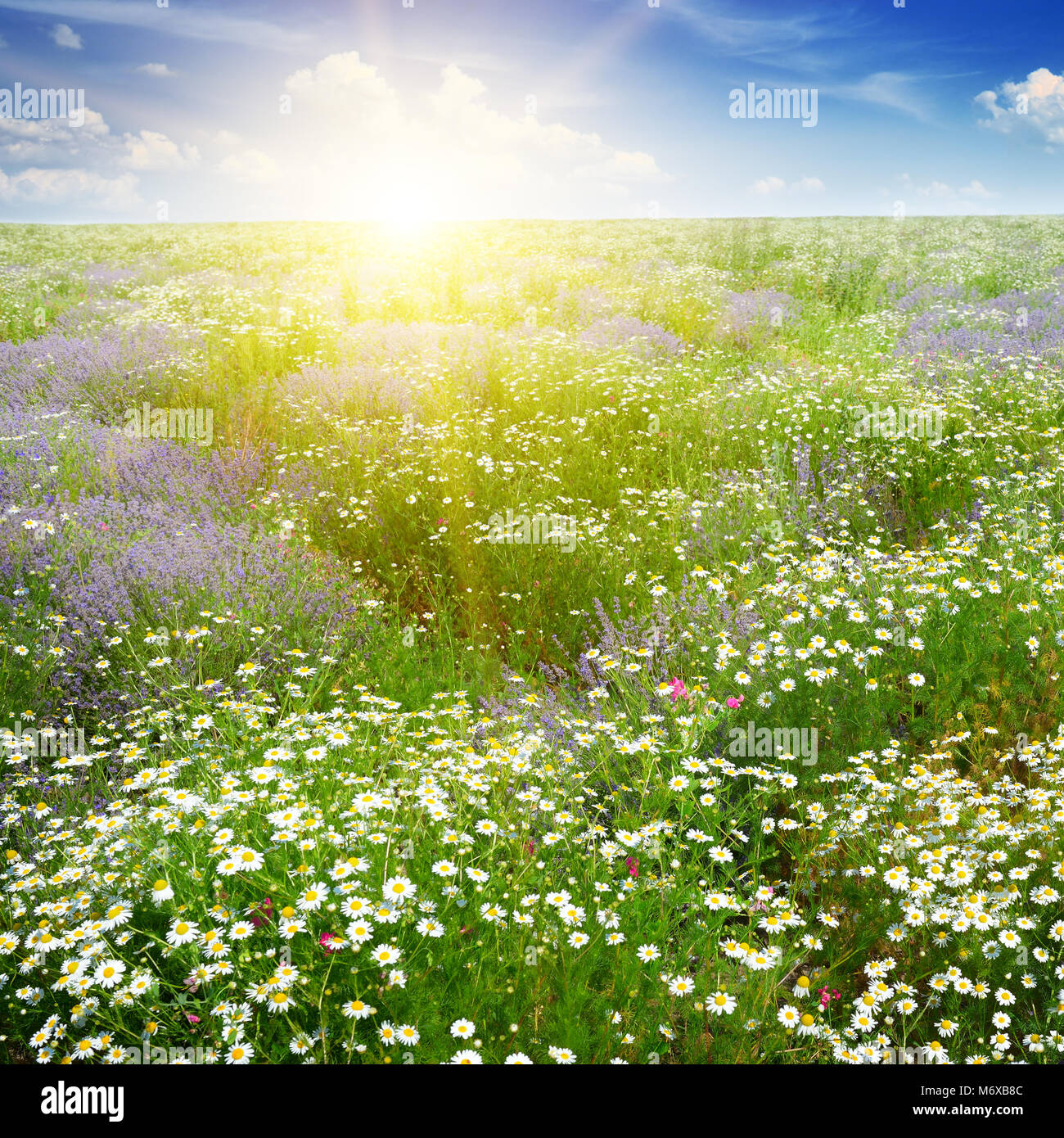 Dawn over scenic summer field with chamomile flowers and lavender. Stock Photo