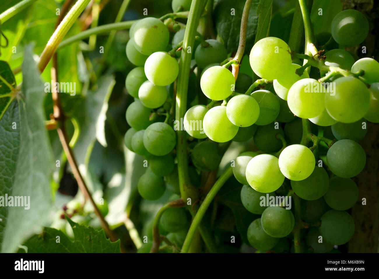 Grape vine and branches hi-res stock photography and images - Alamy