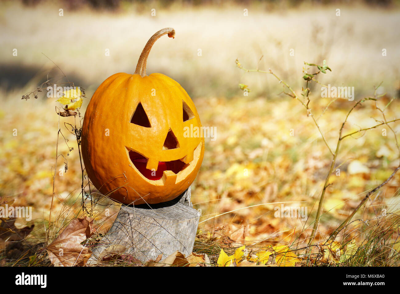 Head halloween pumpkin on stump in forest. Copy space Stock Photo