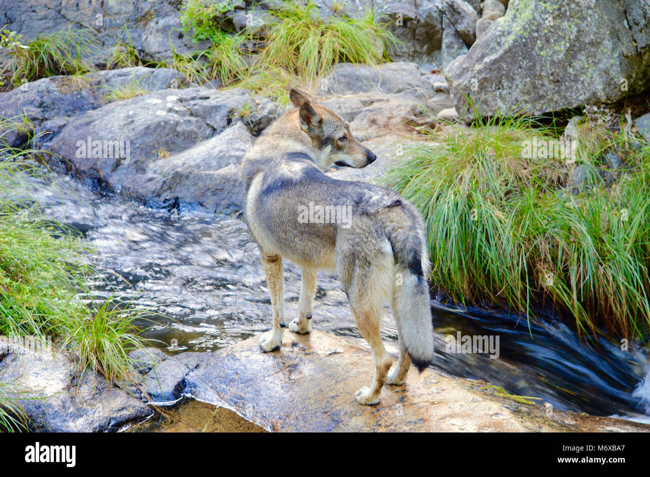 Czechoslovakian wolfhound in a stream Stock Photo