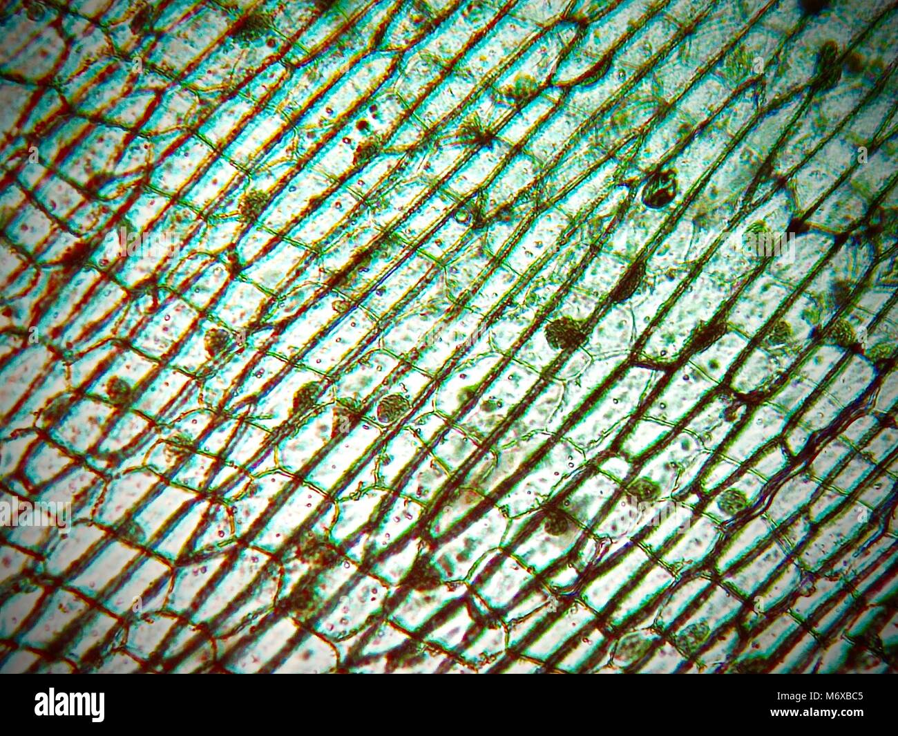 Onion epidermis seen under a microscope Stock Photo Alamy
