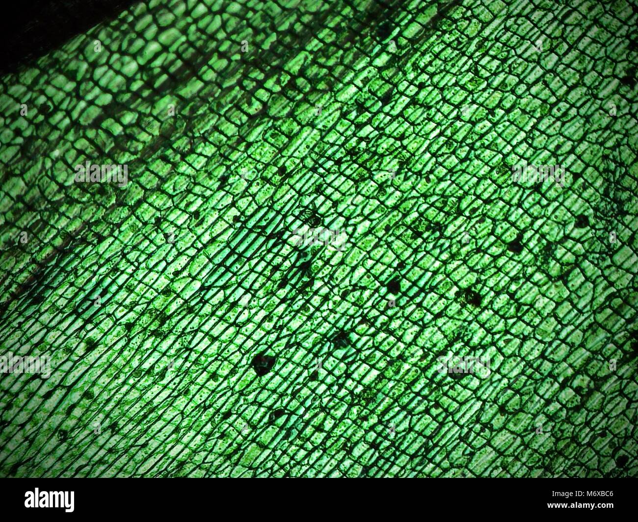 Onion epidermis seen under a microscope Stock Photo Alamy