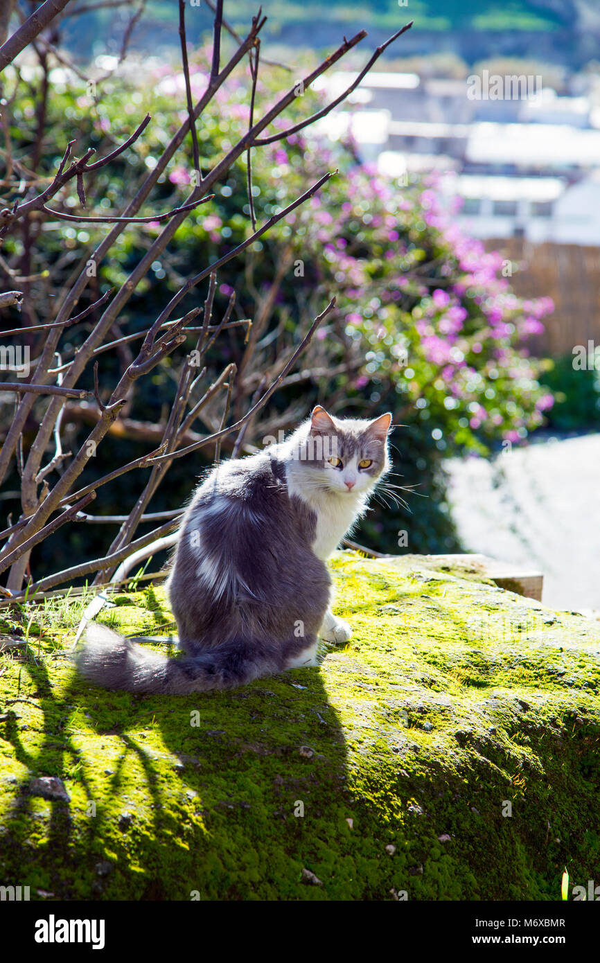 Beautiful grey and white cat sitting outside on a mossy wall, Fes, Morocco Stock Photo