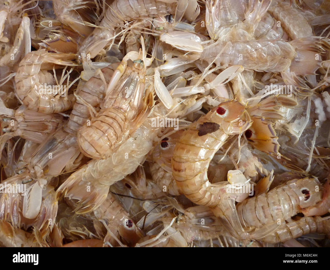 Squilla mantis for sale at a greek fish market. Squilla mantis is a species of mantis shrimp found in shallow coastal areas of the Mediterranean Sea. Stock Photo