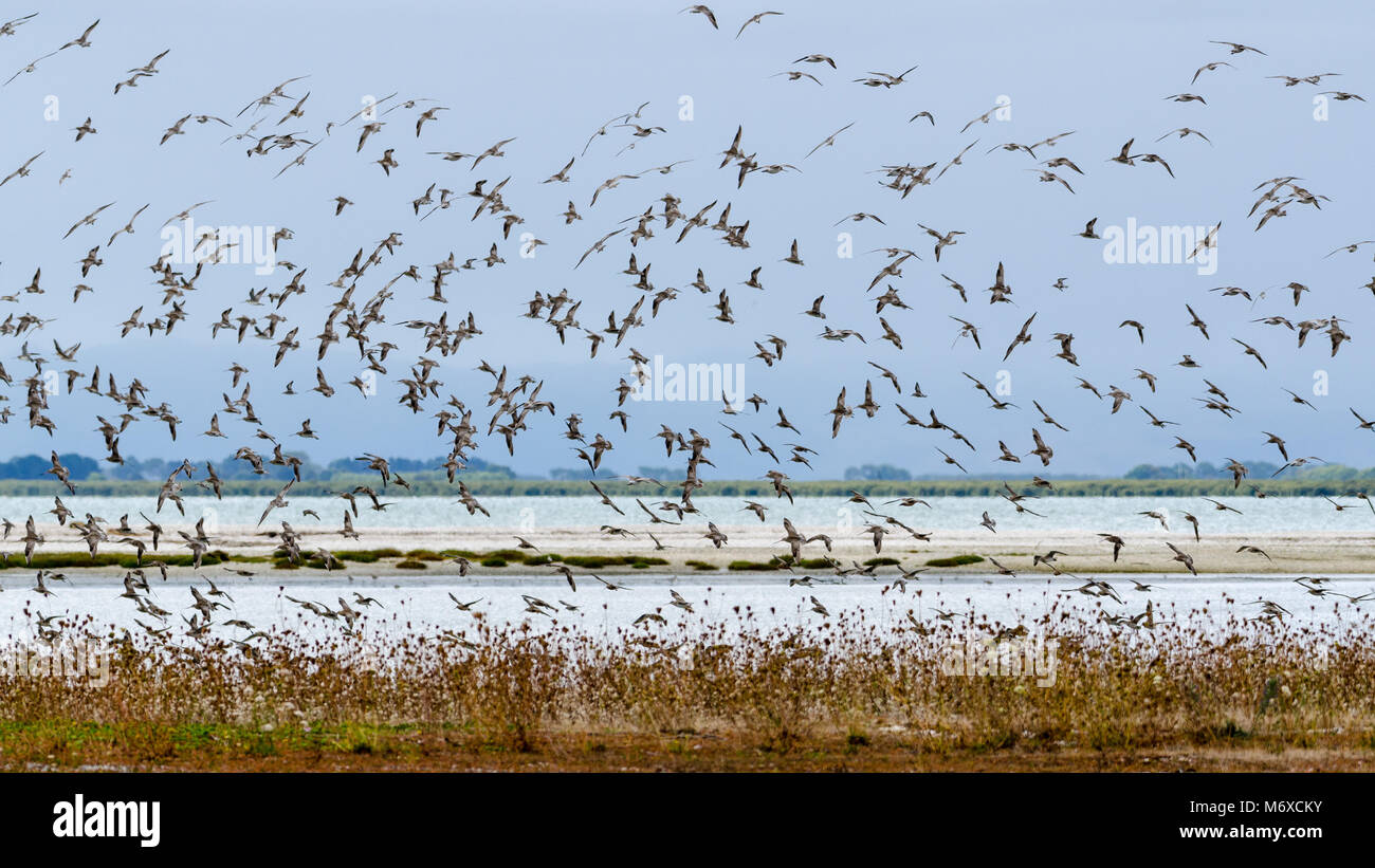 Flock of Flying Birds, Miranda Shore Bird Centre, North Island, New Zealand Stock Photo