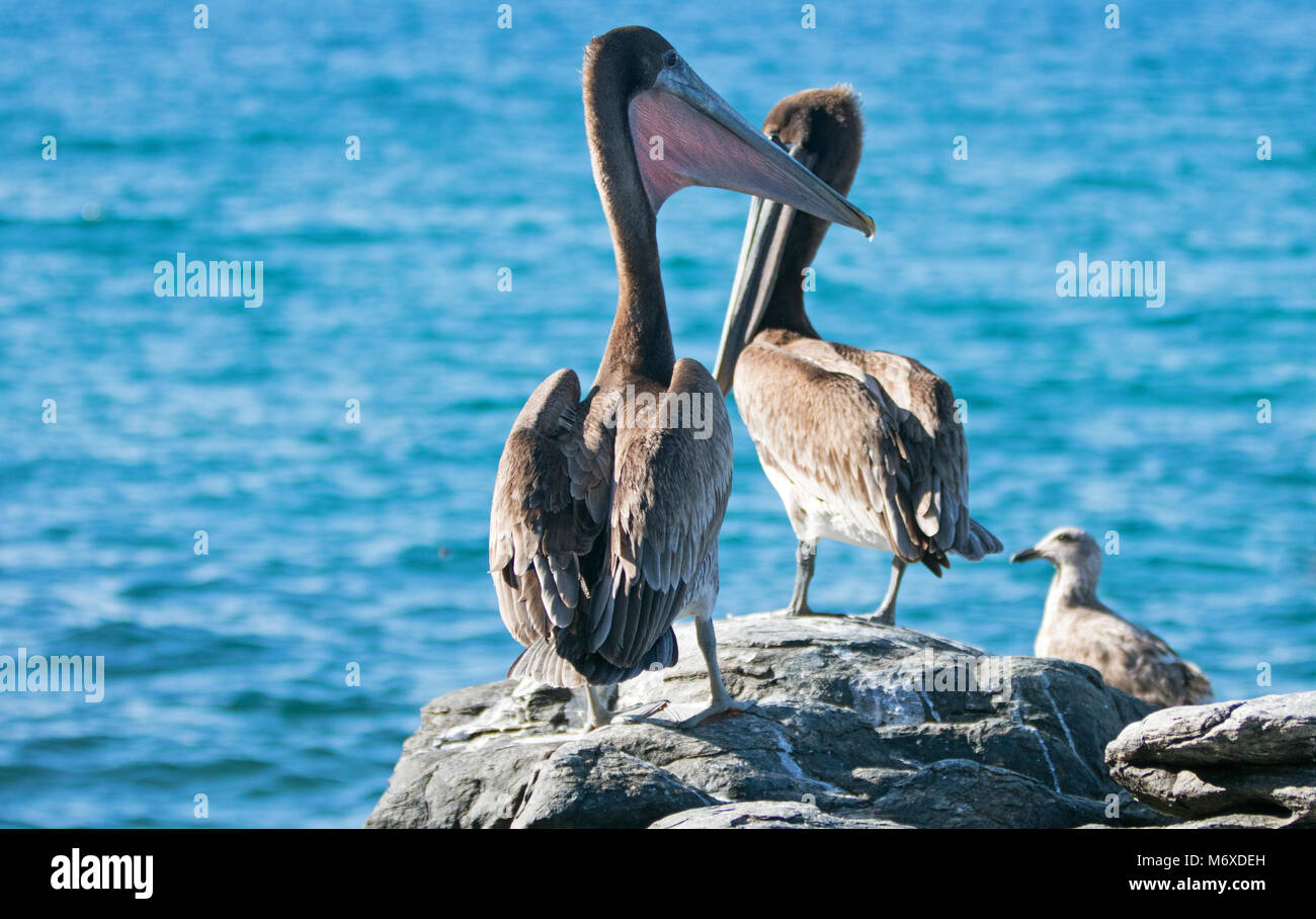 California Brown Pelican stretching / inflating throat pouch on rocky outcrop at Punta Lobos in Baja California Mexico BCS Stock Photo