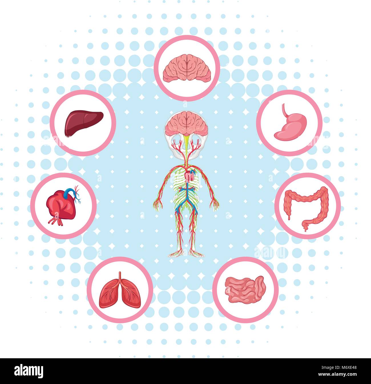 Diagram showing different parts of the body illustration Stock Vector