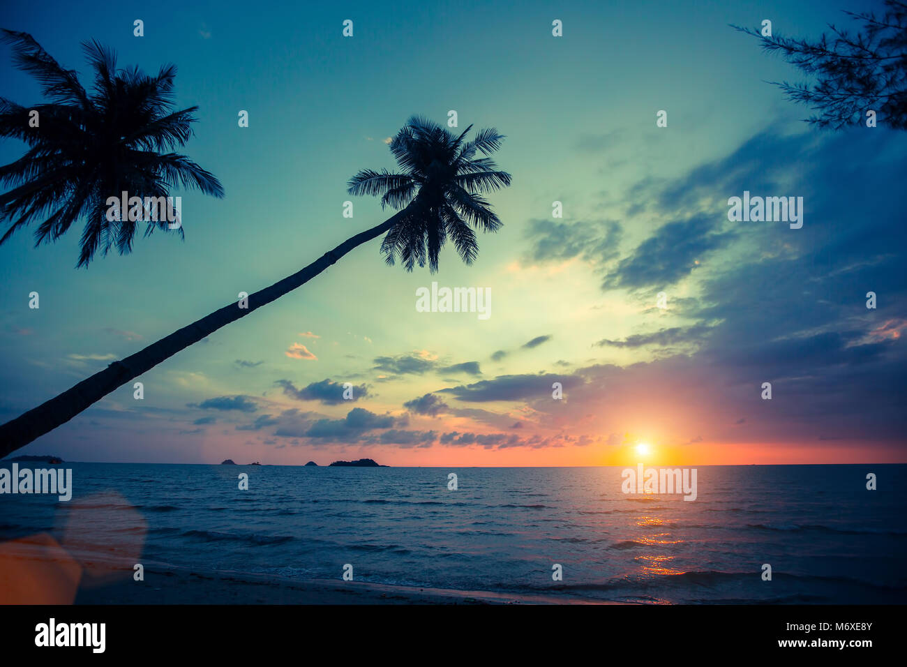Palm trees silhouettes on tropical beach during sunset Stock Photo - Alamy