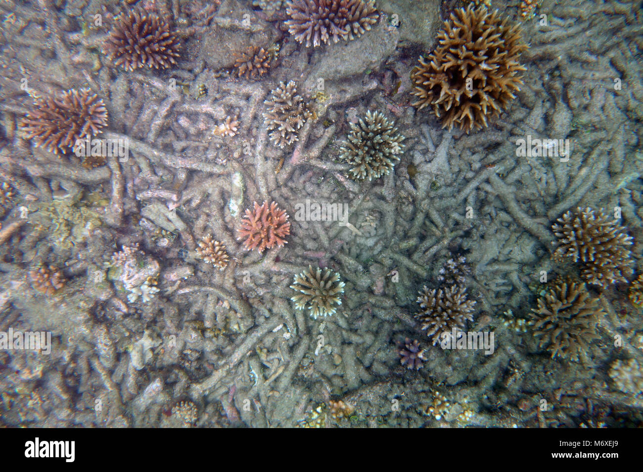 Many small recruit coral colonies amongst dead coral rubble, Fitzroy Island, Great Barrier Reef, Queensland, Australia Stock Photo