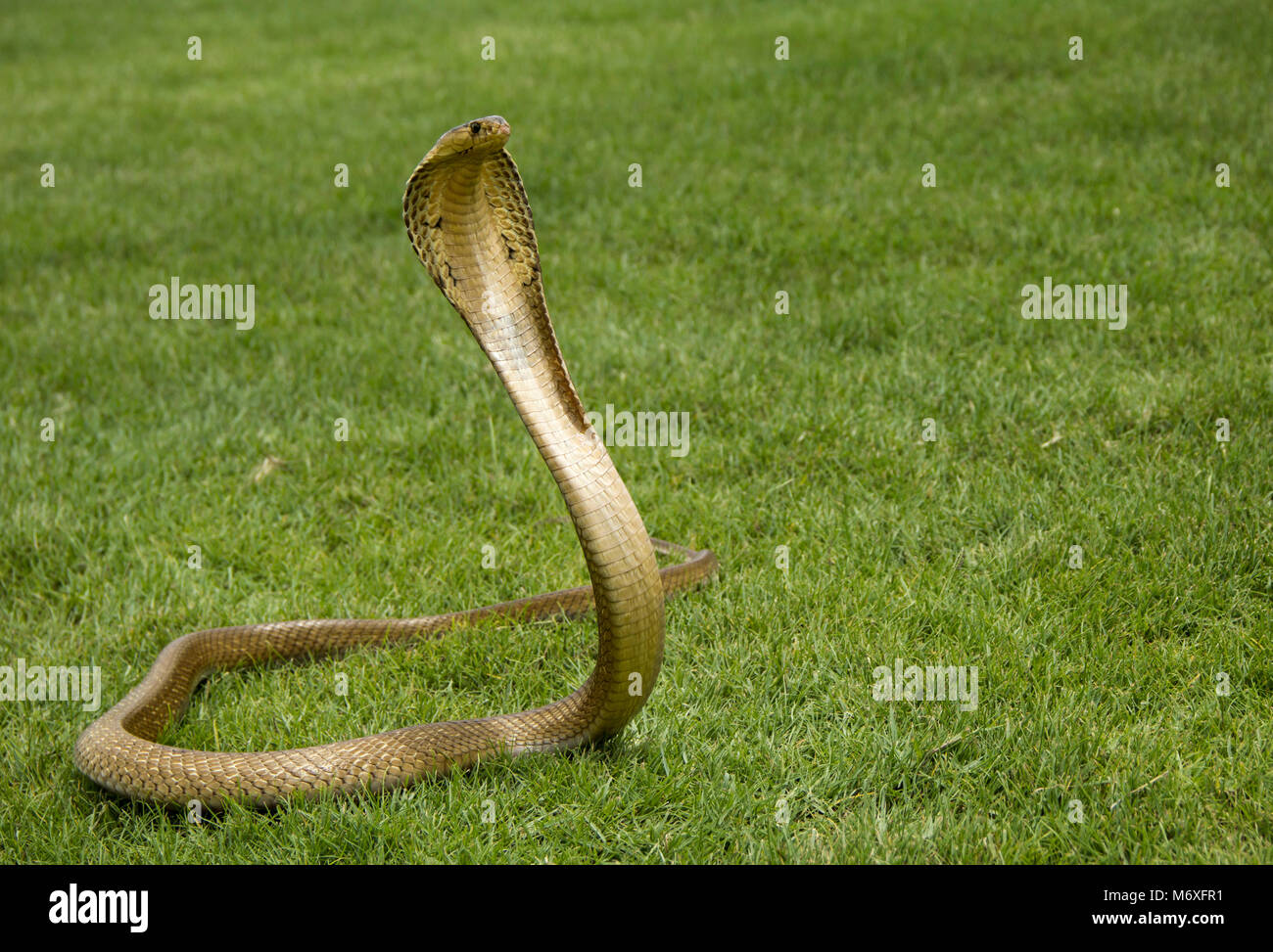 Adquisición Dinamarca naranja Green cobra snake hi-res stock photography and images - Alamy