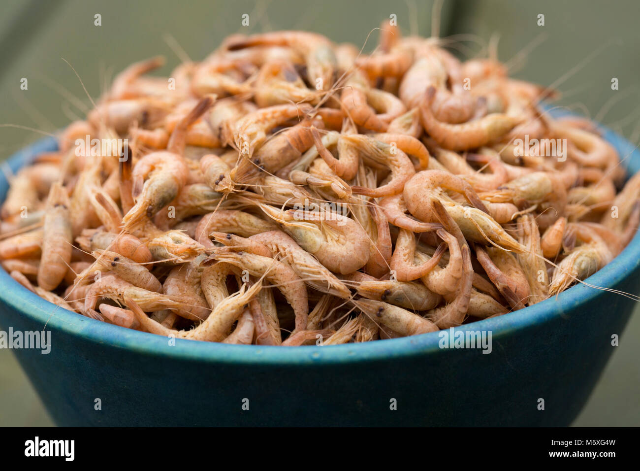what is bay shrimp