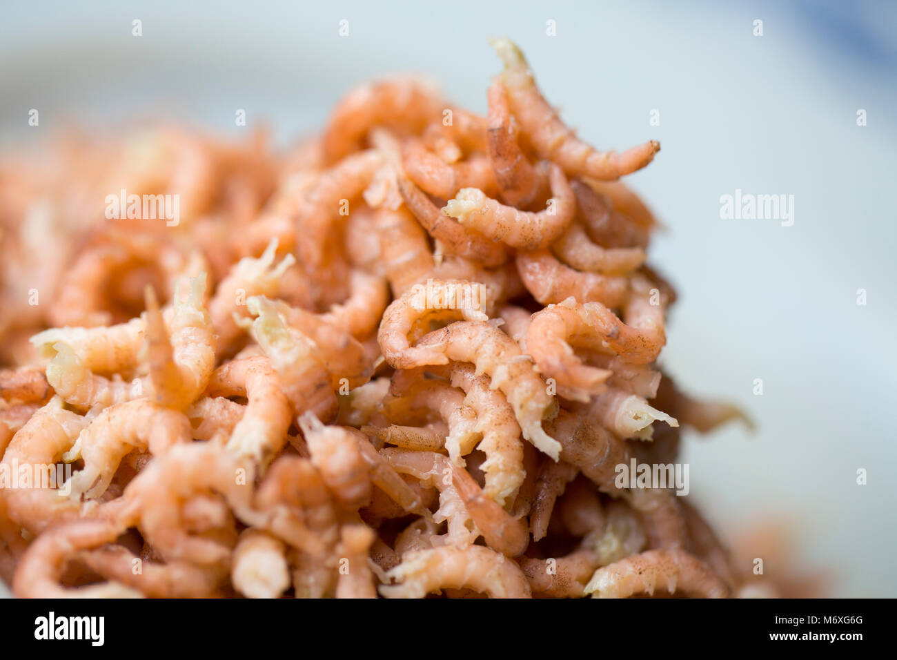 Morecambe Bay brown shrimps, Crangon crangon, caught in a home made