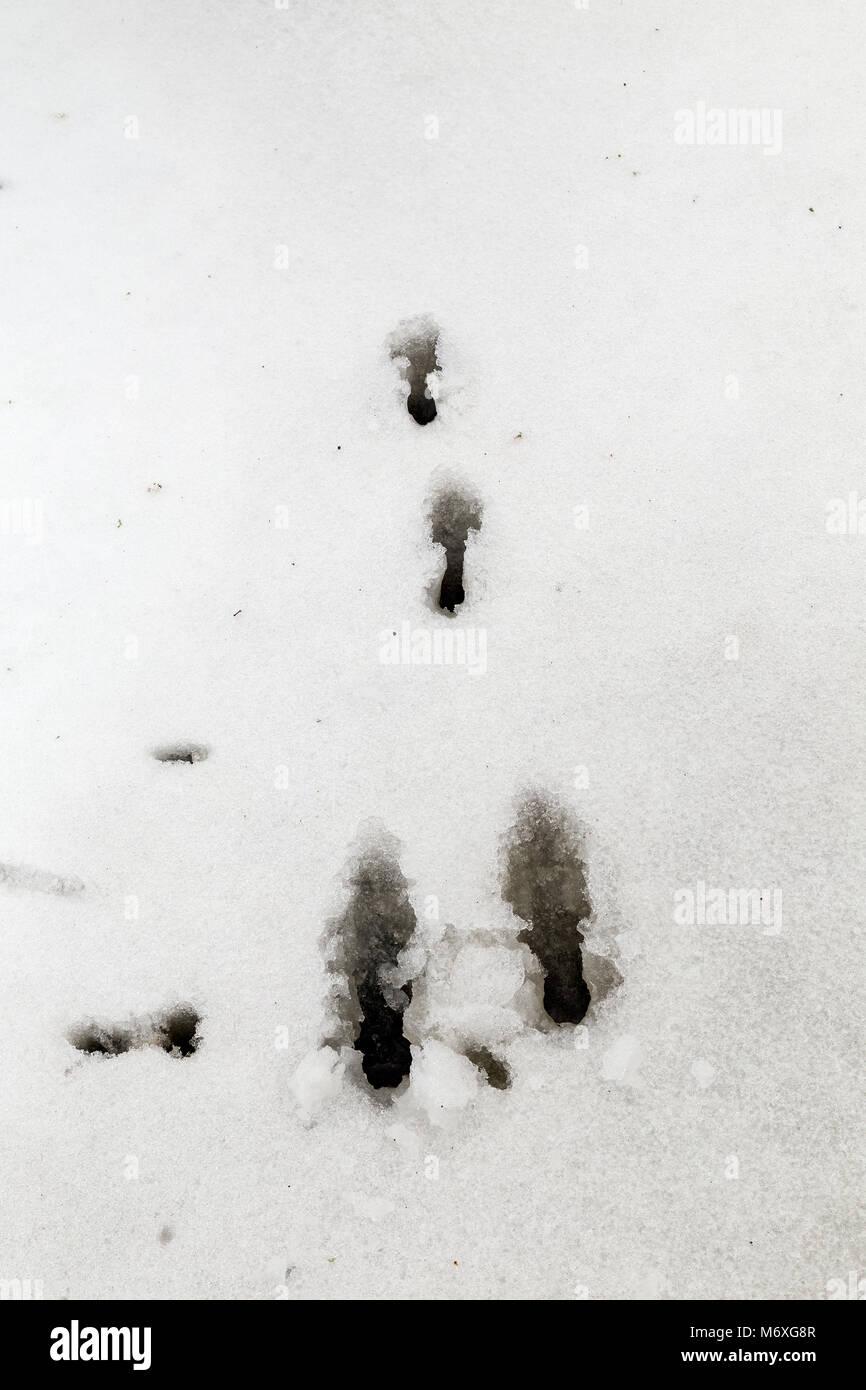 Rabbit or hare footprints in snow,Rabbit tracks are one of the most commonly seen after snow. Rabbits also have small round toes and fur covered Stock Photo