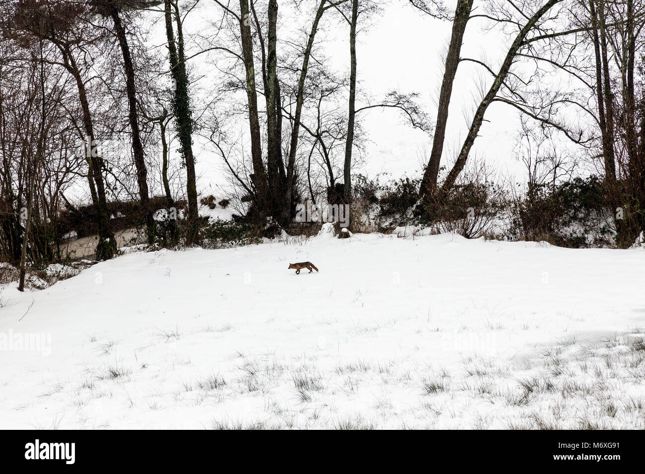 From foxes and badgers to rabbits and deer, learn how to identify the tracks and footprints of animals in snow.Fox Visits a snowy woodland Stock Photo