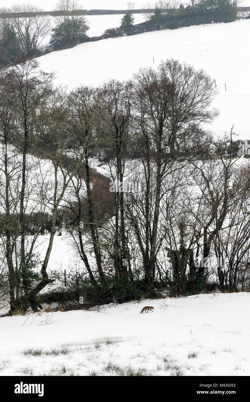 From foxes and badgers to rabbits and deer, learn how to identify the tracks and footprints of animals in snow.Fox Visits a snowy woodland Stock Photo