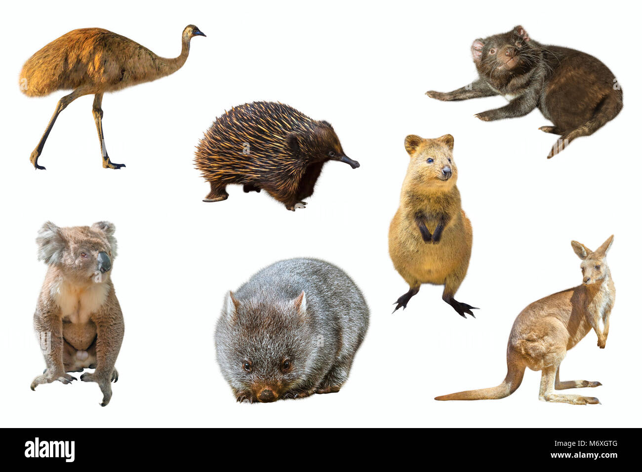 Collage of Australian animals, isolated on white background. The Emu, Echidna, Tasmanian Devil, Wombat, Kangaroo, Quokka and the Koala. Stock Photo