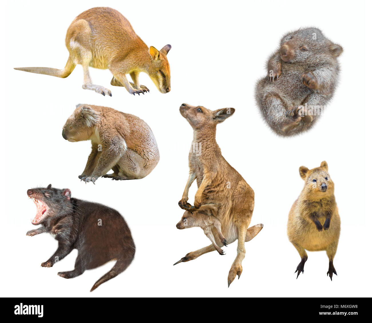 Collage of Australian marsupial mammals, isolated on white background. Wallaby, Tasmanian Devil, Wombat, Kangaroo with Joey, Quokka and Koala. Stock Photo