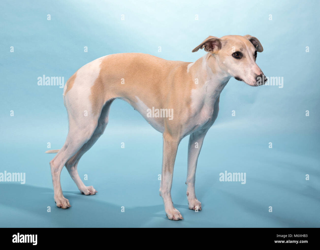 Purebred adult female Whippet sighthound dog studio shot Stock Photo