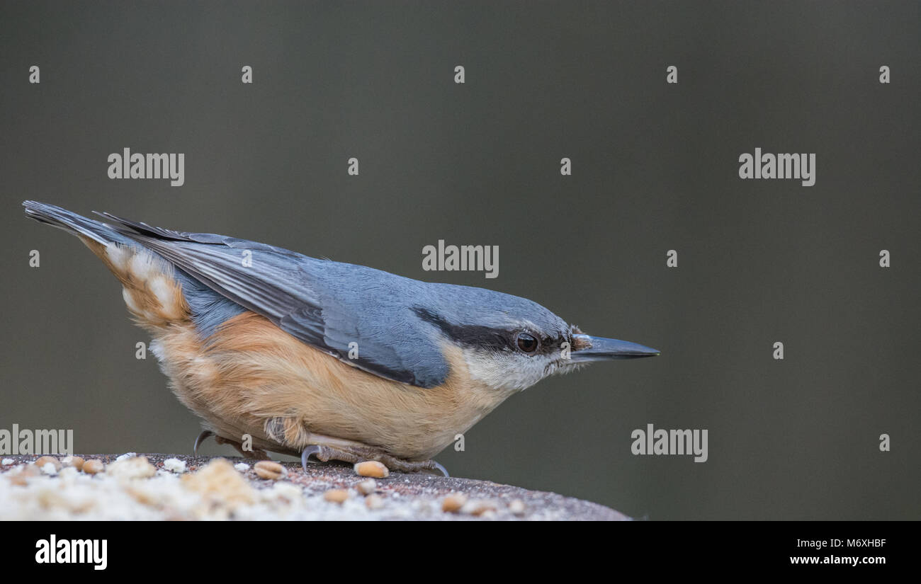 Nuthatch looking for food. Stock Photo