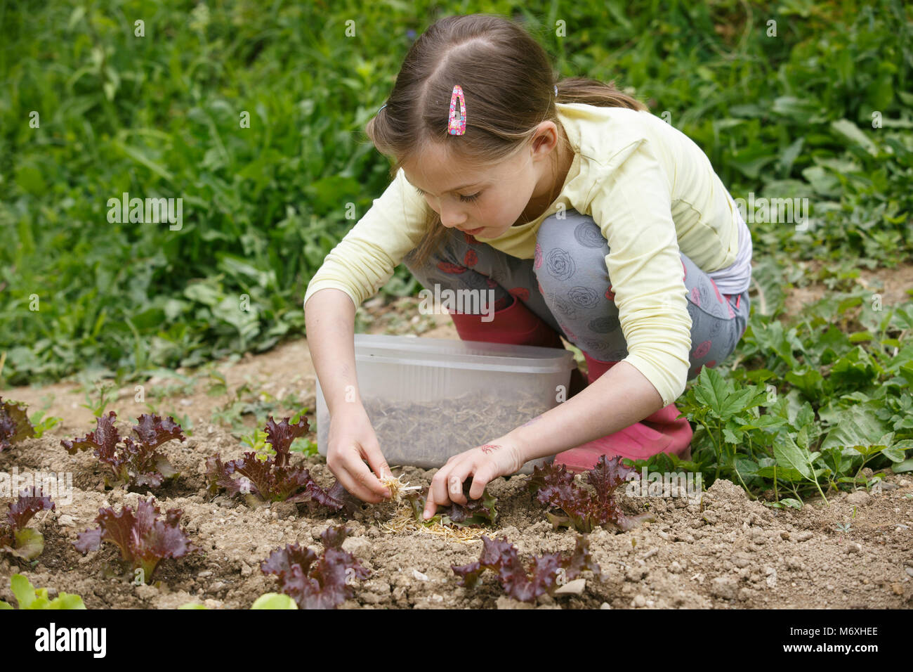 Little girl working in the garden, putting mulch among salad seedlings