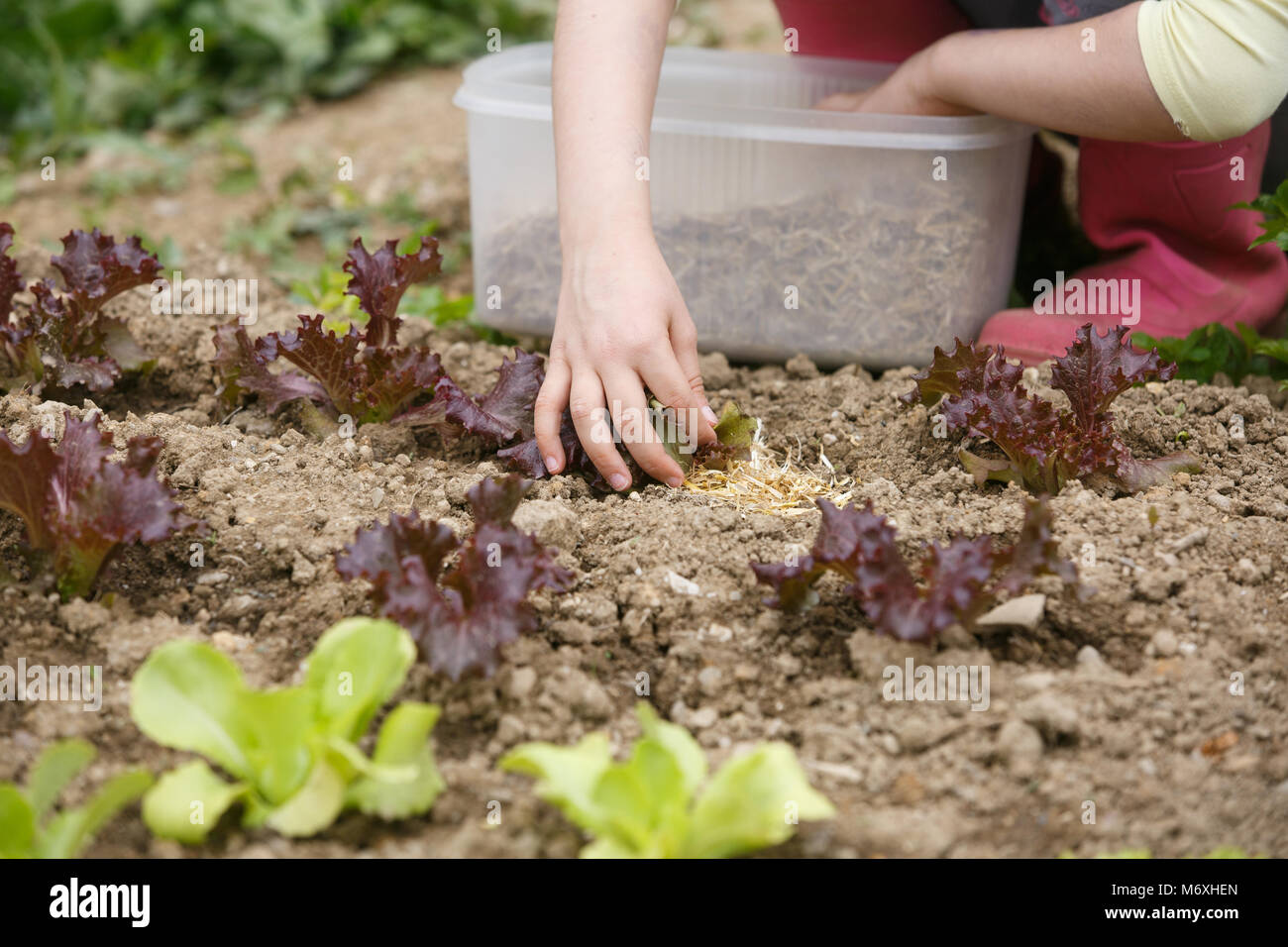 Little girl working in the garden, putting mulch among salad seedlings