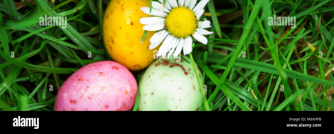 Small easter eggs nestled in the grass with a daisy Stock Photo