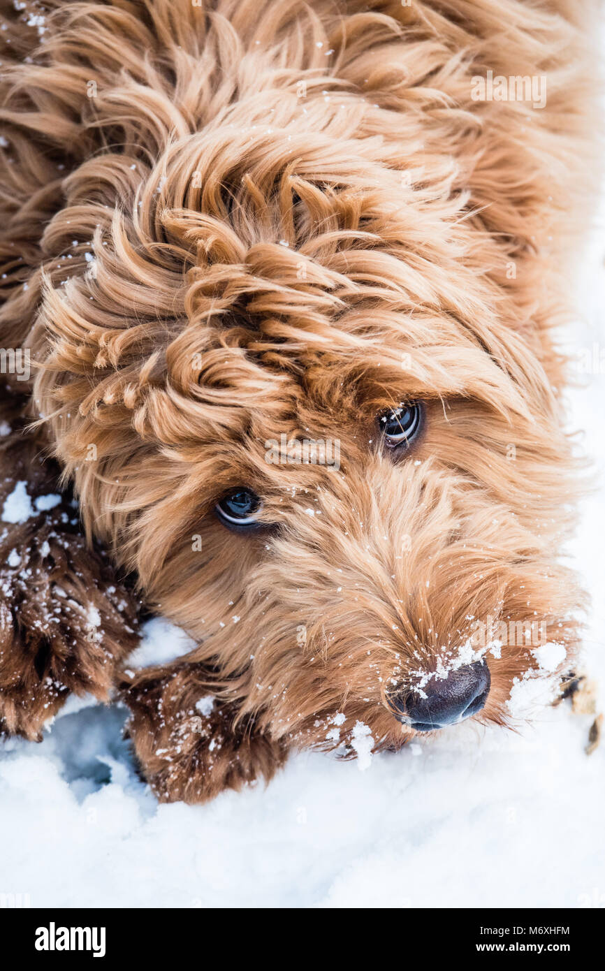wavy cockapoo