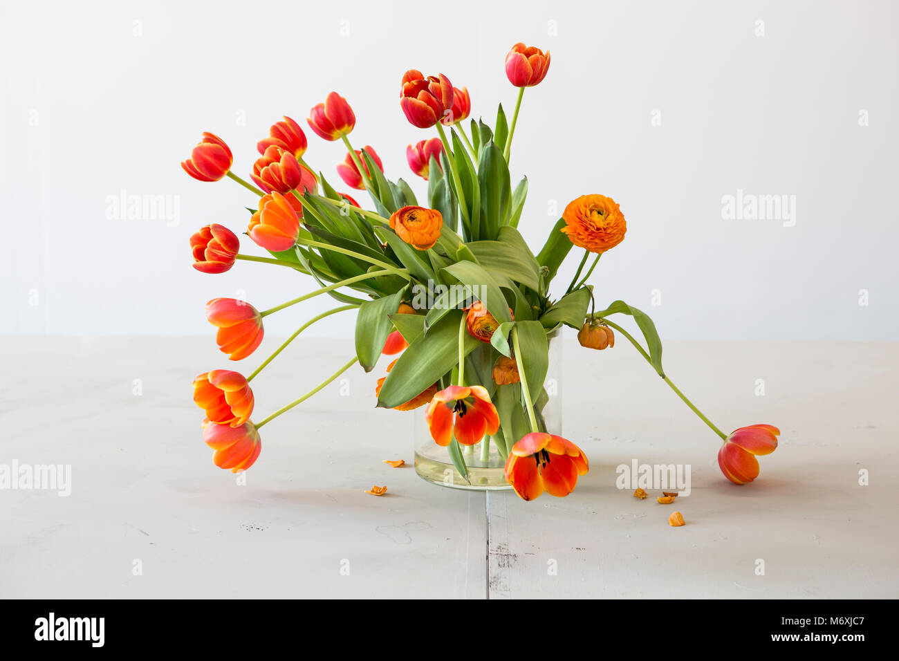 Withering orange and yellow tulips in a vase. Some leafes are lost. Stock Photo