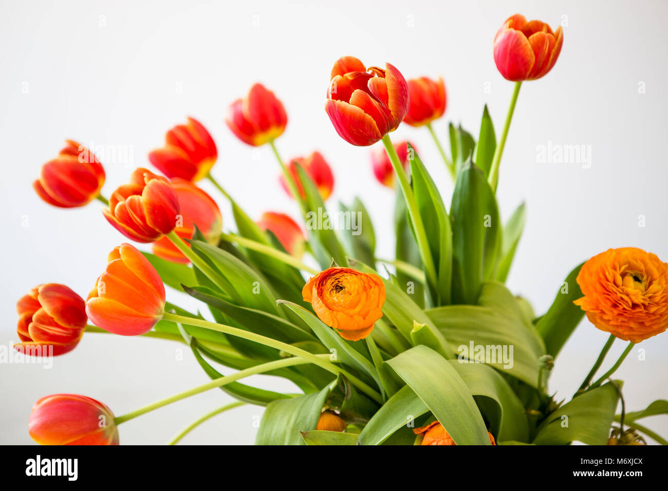 Withering orange and yellow tulips in a vase. Some leafes are lost. Stock Photo