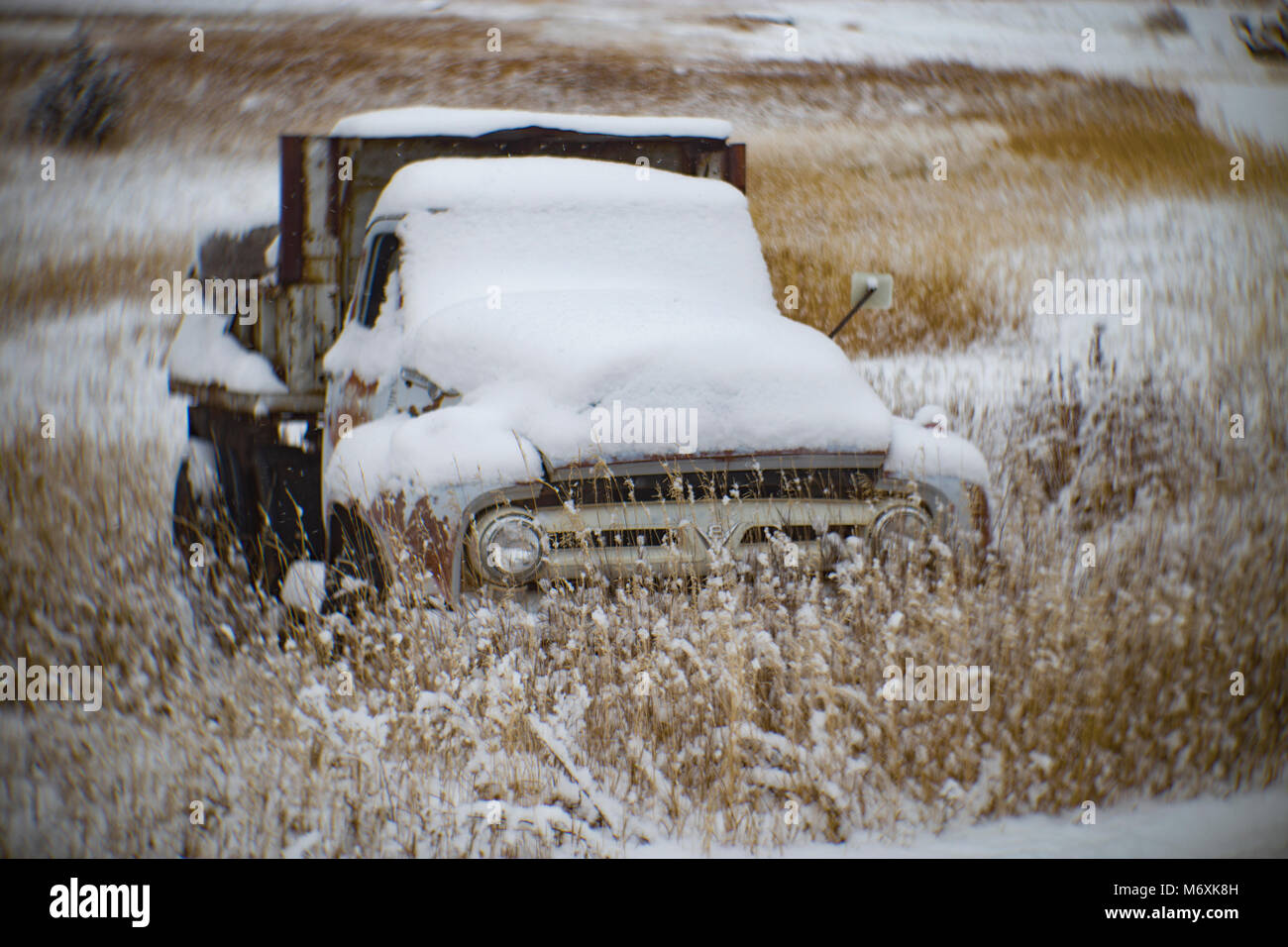 A 1953 Ford dump truck, in a snow-covered field, in Philipsburg, Montana. Stock Photo