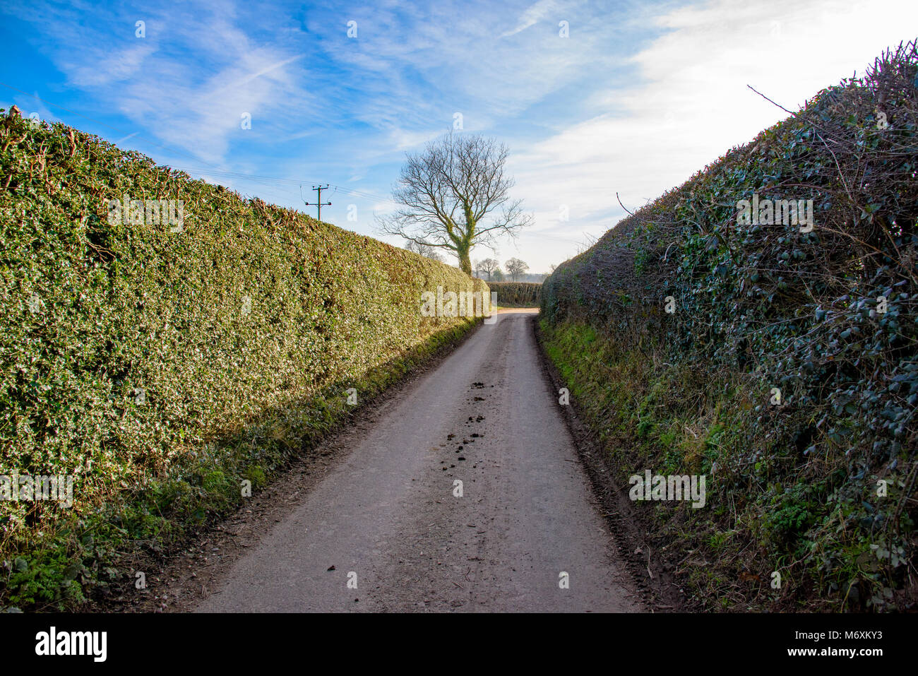 Winter hedge, Hanbury, Tutbury, Burton on Trent, Staffordshire. Stock Photo