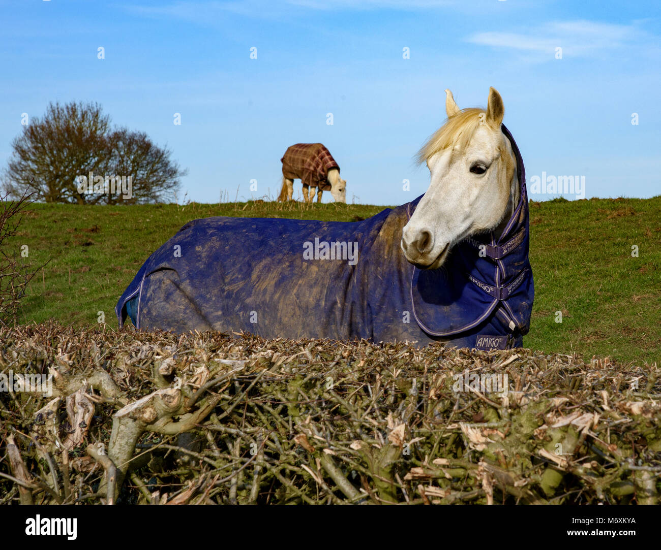 Two horses wearing coats in a field, Hanbury, Tutbury, Burton on Trent, Staffordshire. Stock Photo