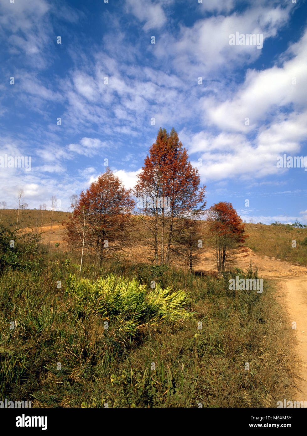 Santa Isabel São Paulo fonte: c8.alamy.com