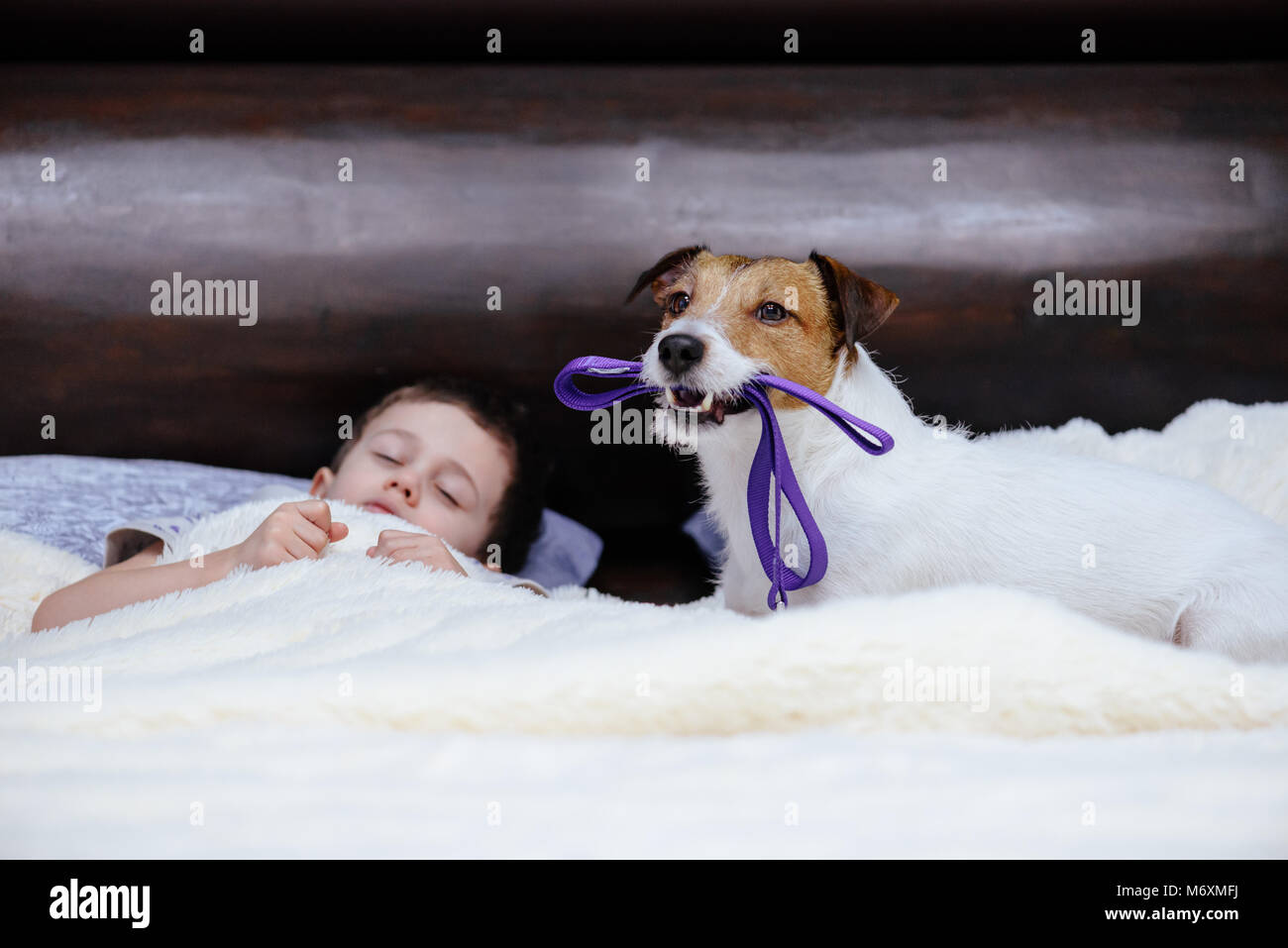 Dog lead in mouth hires stock photography and images Alamy