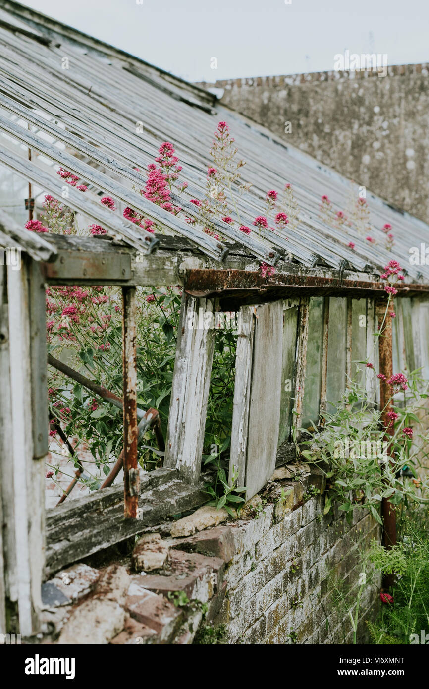 Old english greenhouse hi-res stock photography and images - Alamy