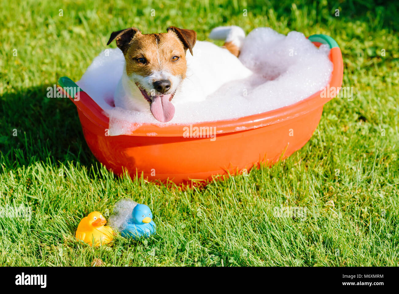 Dog taking bath with bubbles and two rubber ducks (view from top) Stock Photo