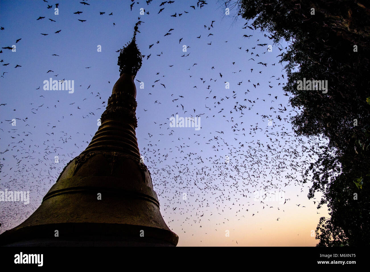 Millions of bats in big swarms are leaving Bat Cave every evening after sunset, passing a buddhist pagoda Stock Photo