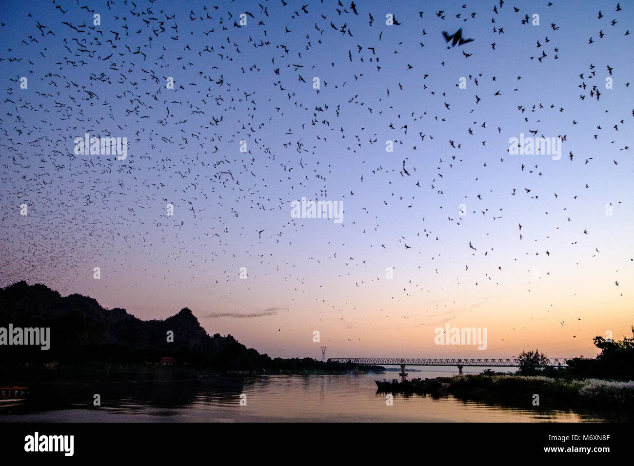 Millions of bats in big swarms are leaving Bat Cave every evening after sunset, crossing the Saluen Thanlyin river Stock Photo