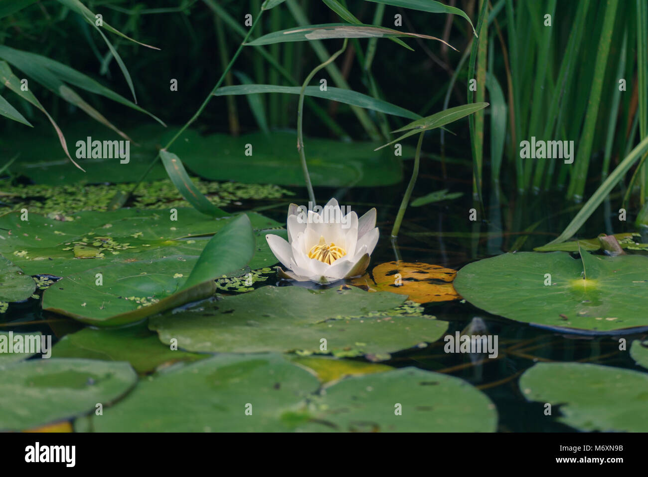 White Water Lily on the Water Surface in Summertime Stock Photo - Alamy