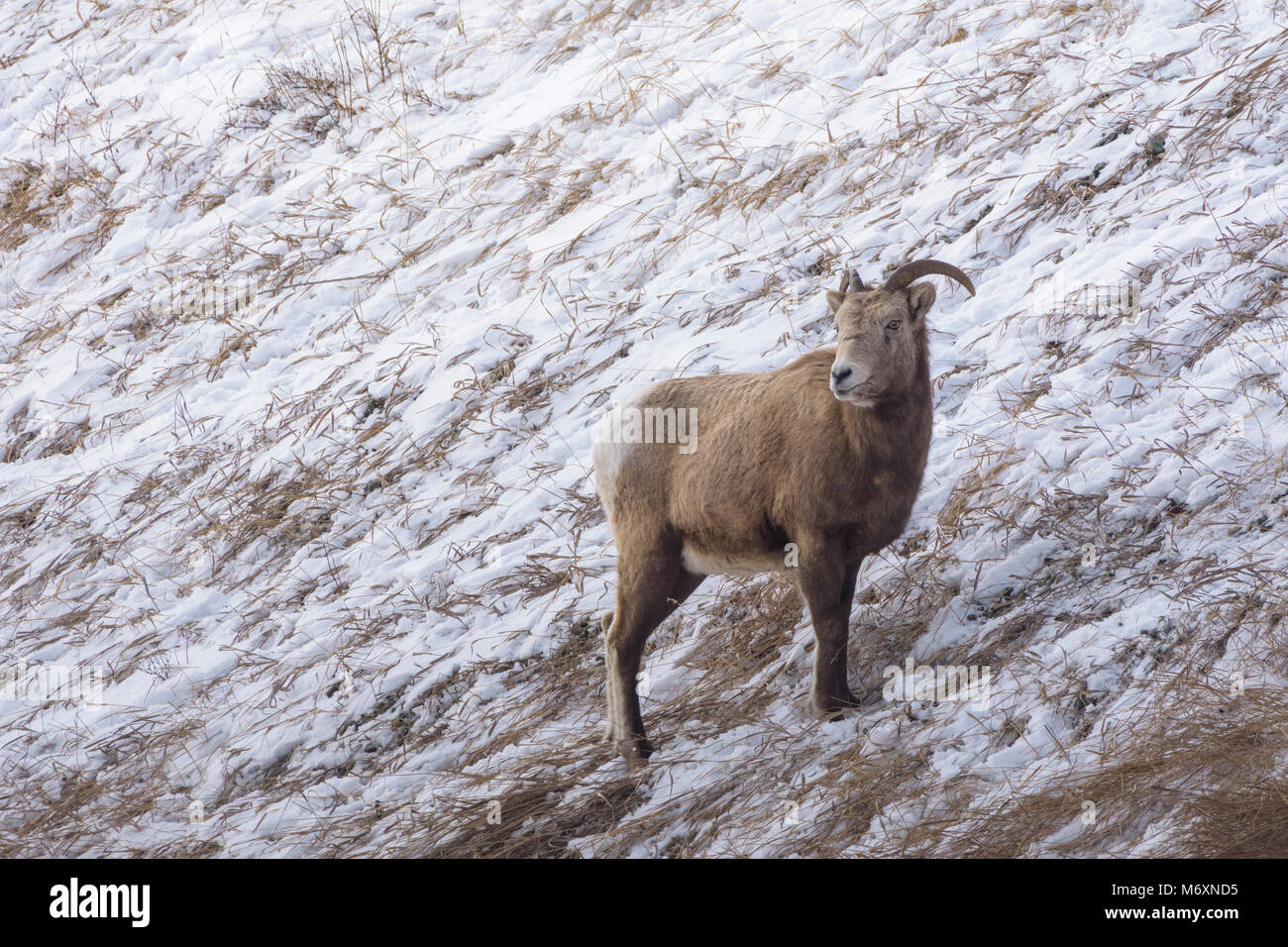 Rocky Mountain Bighorn Sheep (Ovis canadensis) on a hillside in winter snow, Jasper National Park, Canada Stock Photo