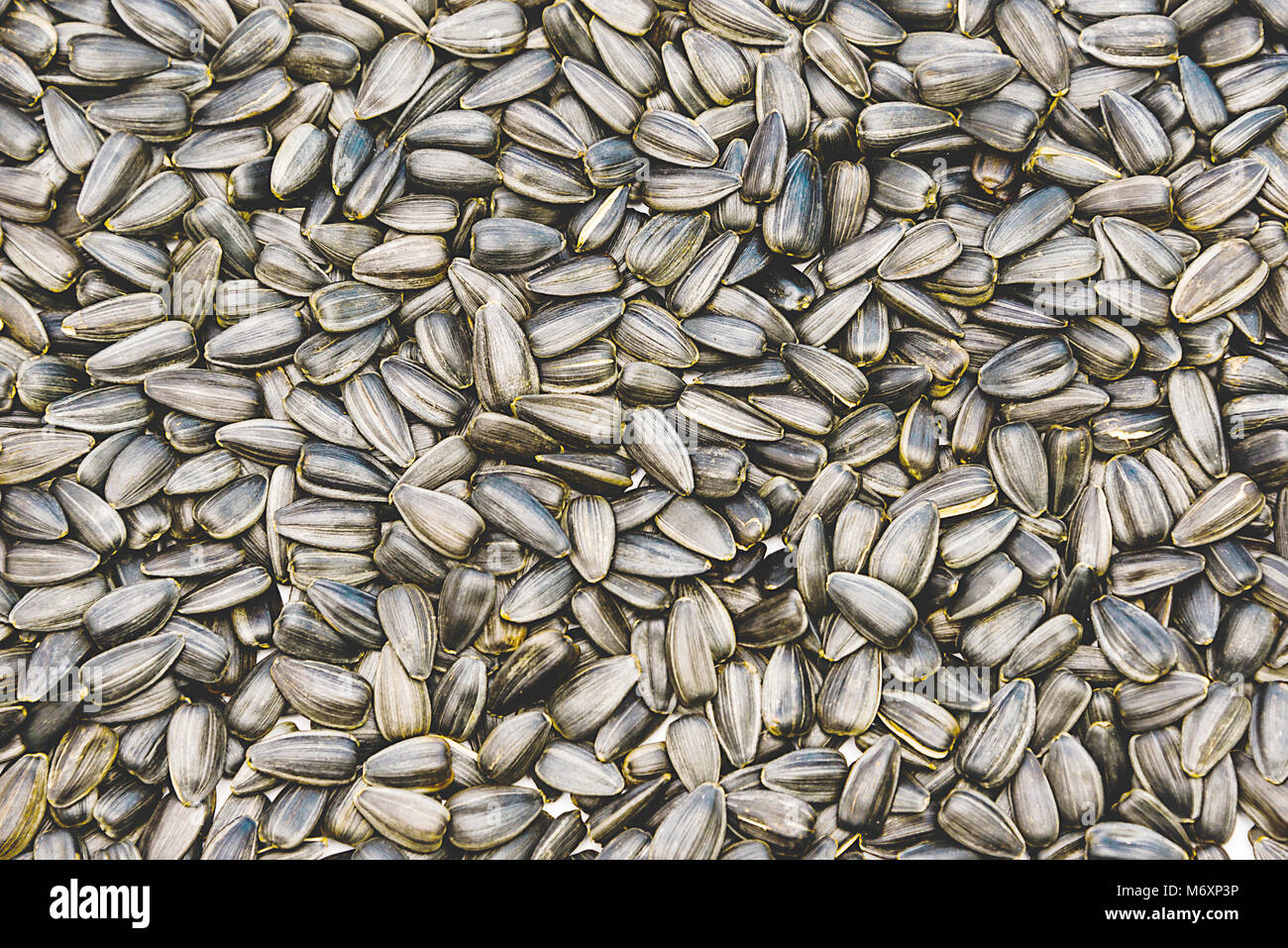 sunflower seeds in bulk, sunflower oil concept, halva traditional Stock