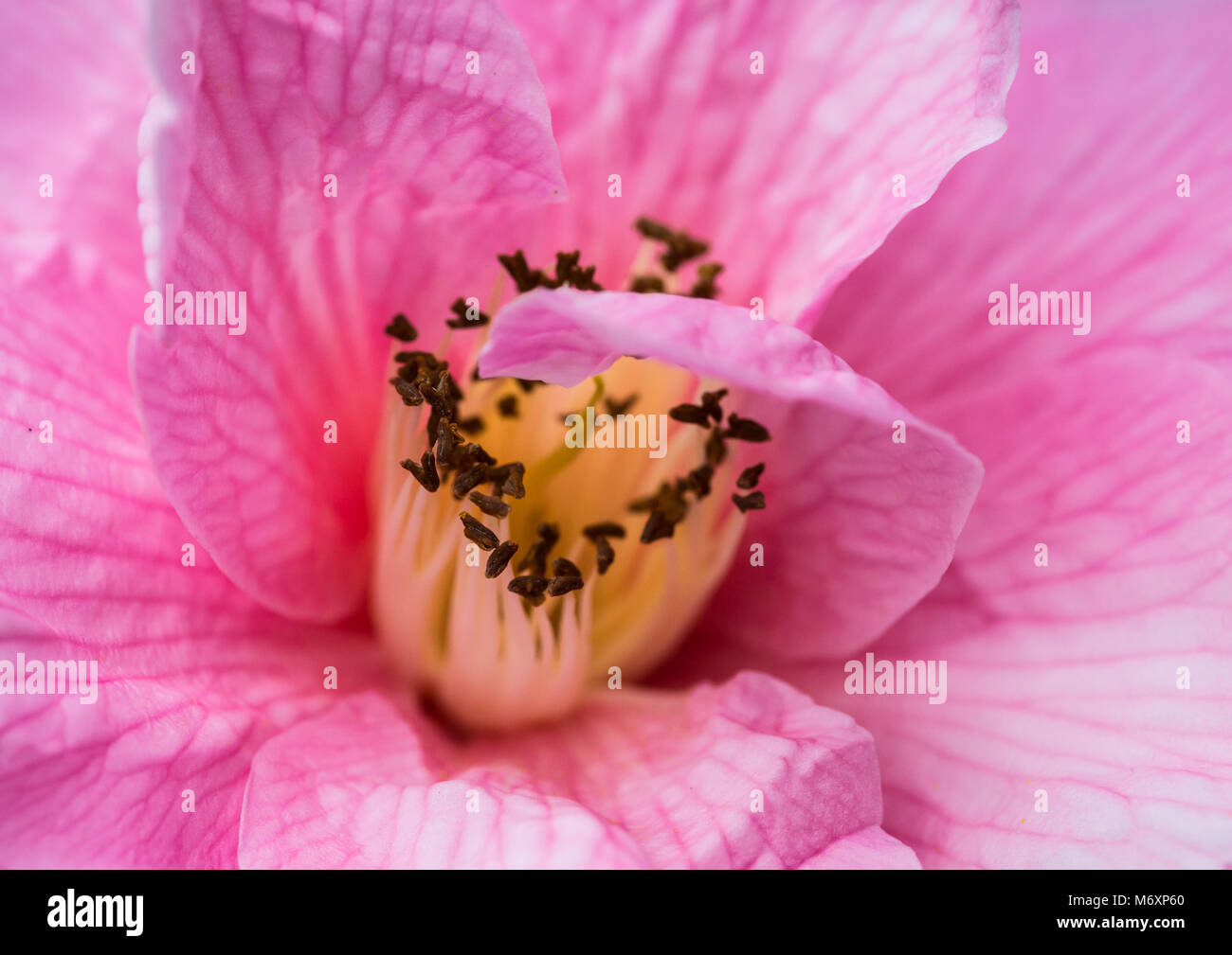 A macro shot of the pink flower of a camellia bush. Stock Photo