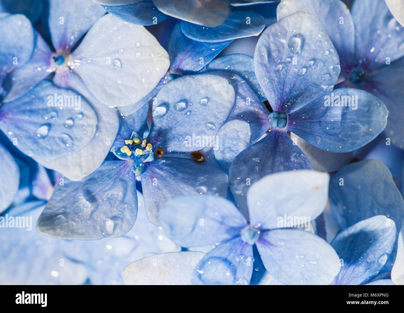 A macro shot of some blue hydrangea bracts, covered in raindrops. Stock Photo